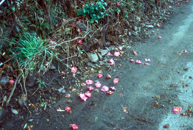 Fallen Tsubaki (Camellia japonica) flowers.　Izu, Shizuoka Pref., Japan.