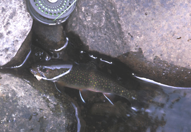 Native brook trout.　Savage River, Maryland, U.S.A.