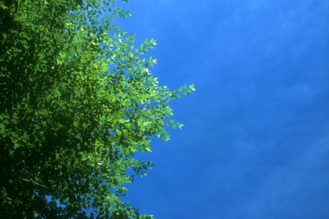 Blue Sky adf Green Leaves