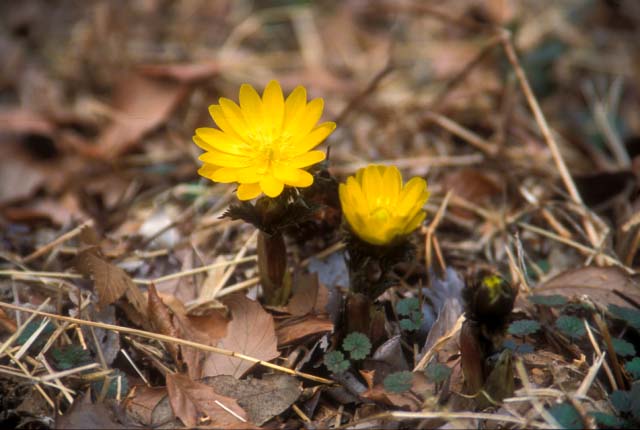 �t�N�W���\�E