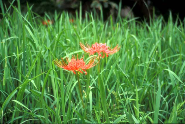 �q�K���o�i