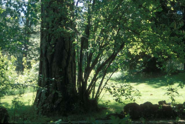 ���g�[���A�X��̃R�e�b�W�̑O��A�I���S���B
